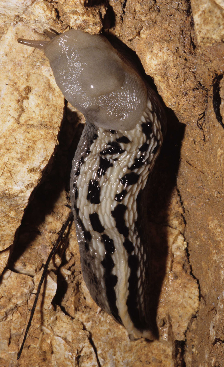 Limax aldrovandi Moquin-Tandon 1855 da Fabriano/Marche (AN)